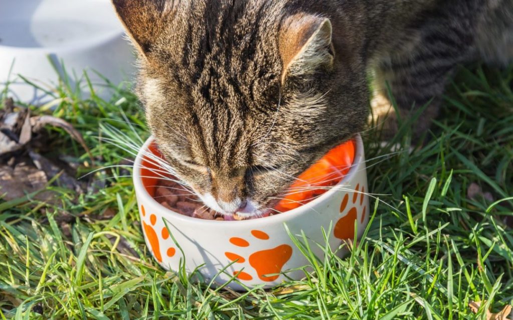 Friskies Cat Food Coupon